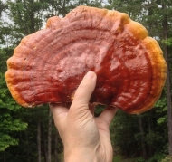 reishi ganoderma